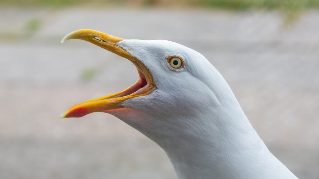European seagull screeching at the beach