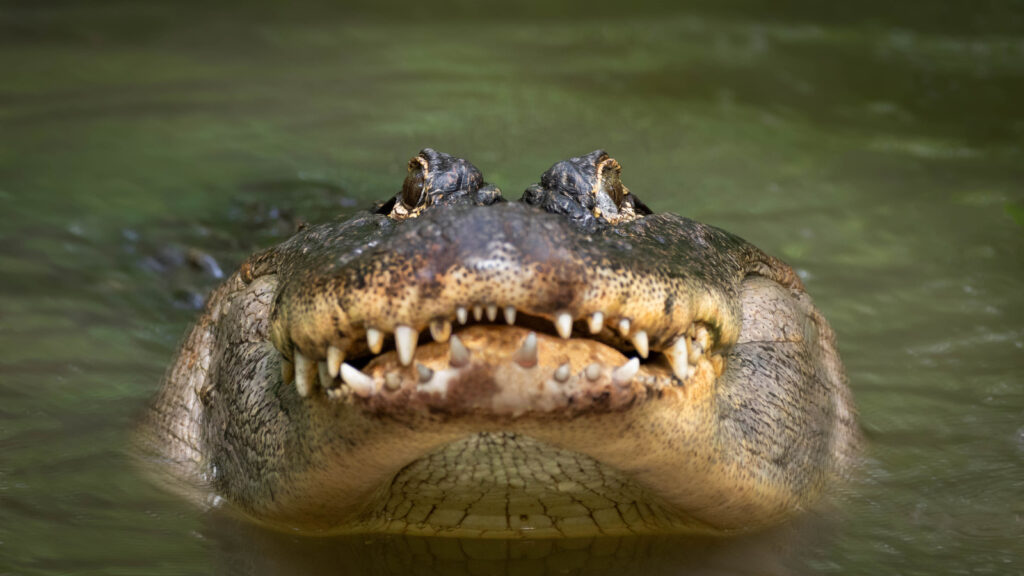 bellowing alligator looking directly at the camera