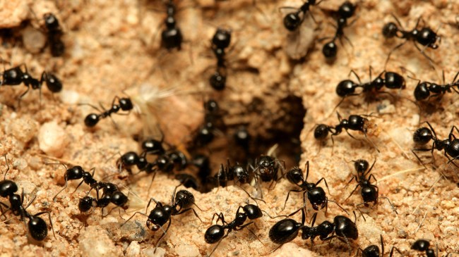 ants