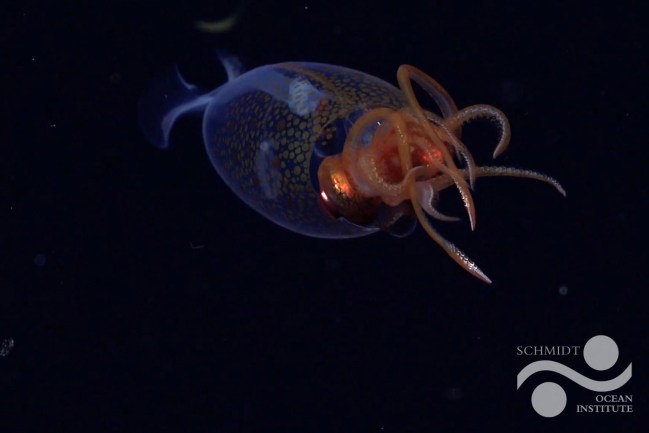colossal-squid