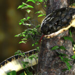 large king cobra snake wrapped around a tree