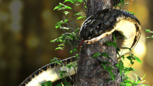 large king cobra snake wrapped around a tree
