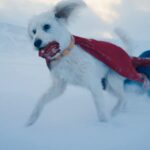 Krypto the Superdog from from James Gunn DCU Superman trailer (1)