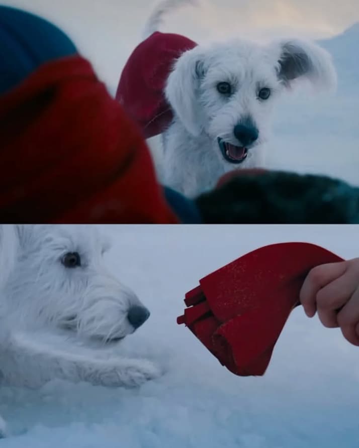 Krypto em 'Superman' de James Gunn.
