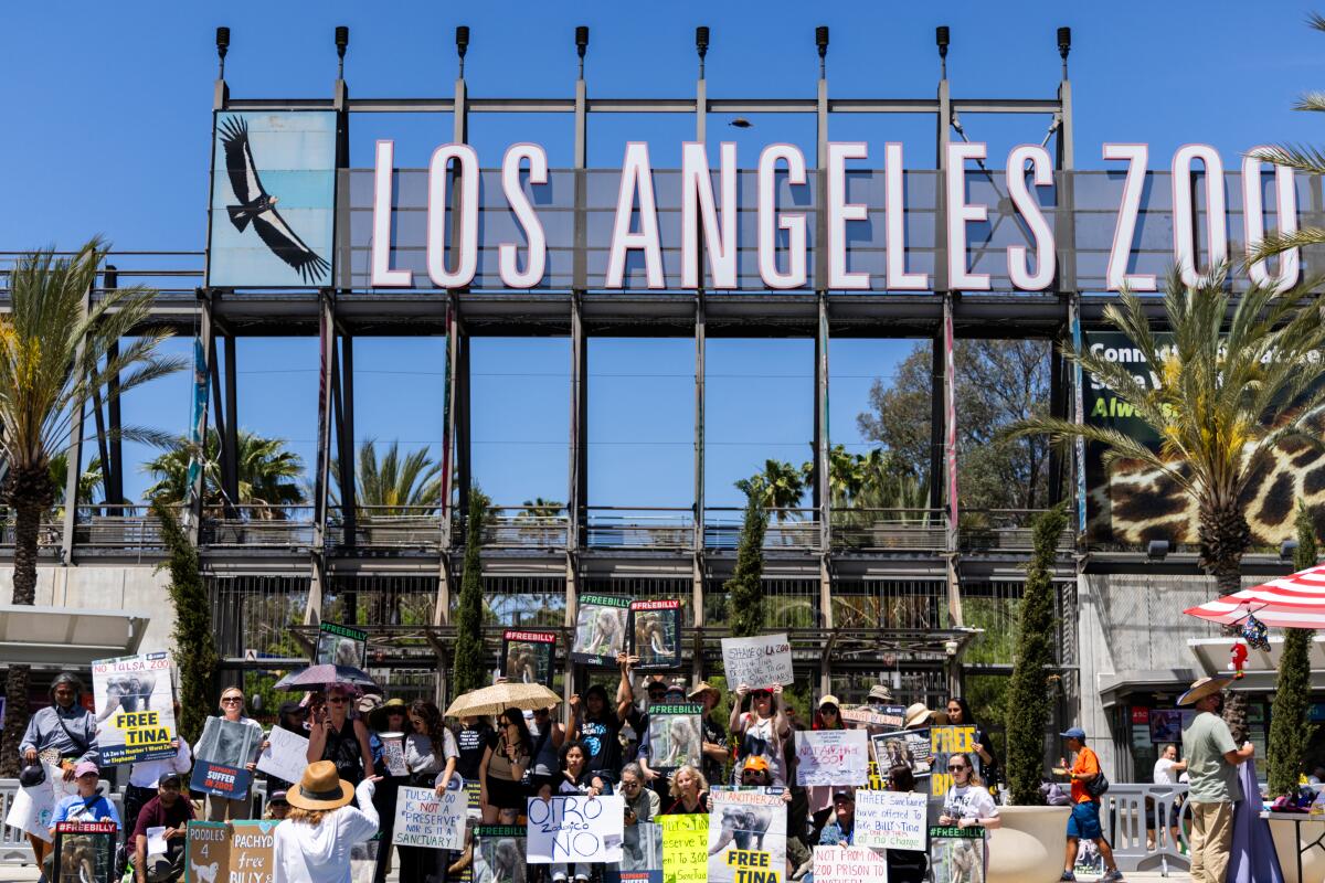 Animal rights activists protest in front of the L.A. Zoo to stop the transfers of elephants Billy and Tina to the Tulsa Zoo.