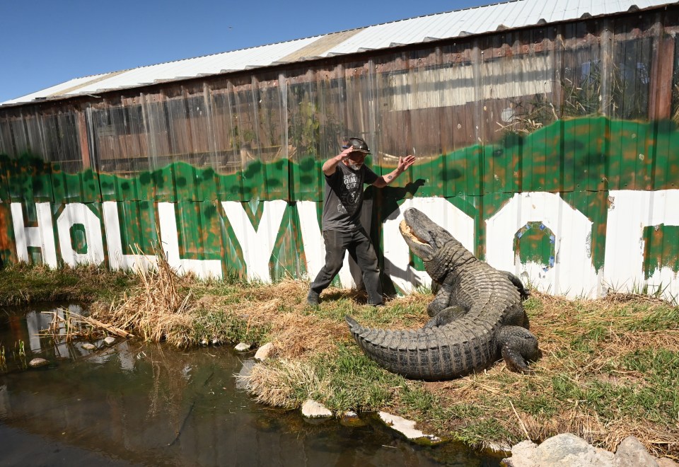 Man interacting with an alligator in front of a Hollywood-themed wall.
