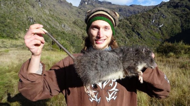 Subalpine-Woolly-Rat