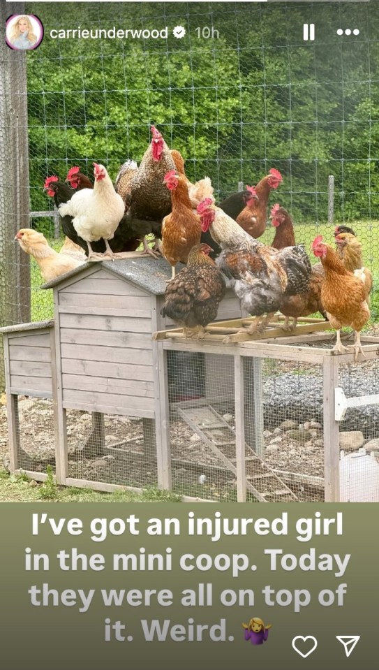 Many chickens perched on a small chicken coop.