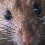 rat-face