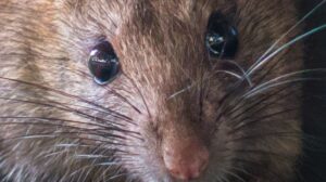 rat-face