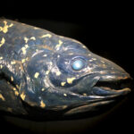 Indonesia coelacanth fish