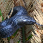 large Easter indigo snake in Florirda