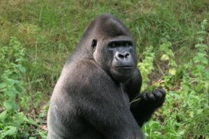 Silverback gorilla - stock photo