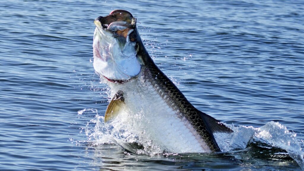 tarpon fishing jumping fish