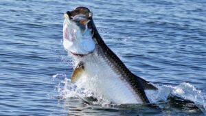 tarpon fishing jumping fish