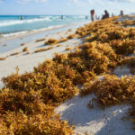sargassum seaweed on beach in Florida