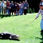 A man golfing on a green with an alligator in the foreground and spectators in the background.
