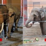 billy-and-tina-elephants-la-zoo-getty-1