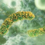 Listeria-monocytogenes-bacteria