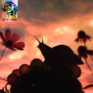 No Joy: Bugland
