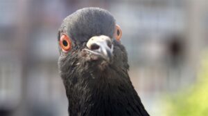 Pigeon-extreme-closeup