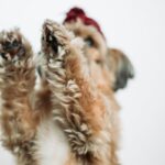 Pups Hit the Dancefloor at Australia's First-Ever Rave for Dogs