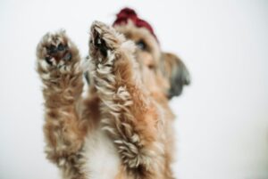 Pups Hit the Dancefloor at Australia's First-Ever Rave for Dogs