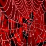 Spider-web-with-dewdrops-in-morning