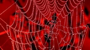 Spider-web-with-dewdrops-in-morning