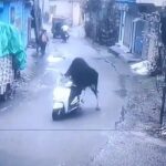 050925_bull_scooter_kal