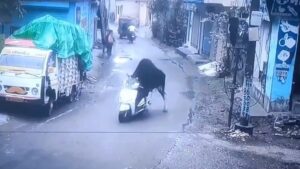 050925_bull_scooter_kal