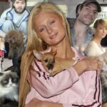 Celebrity-Pets-Timeline-Thumbnail