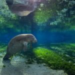 A manatee resting beneath the water’s surface.