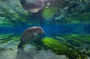 A manatee resting beneath the water’s surface.