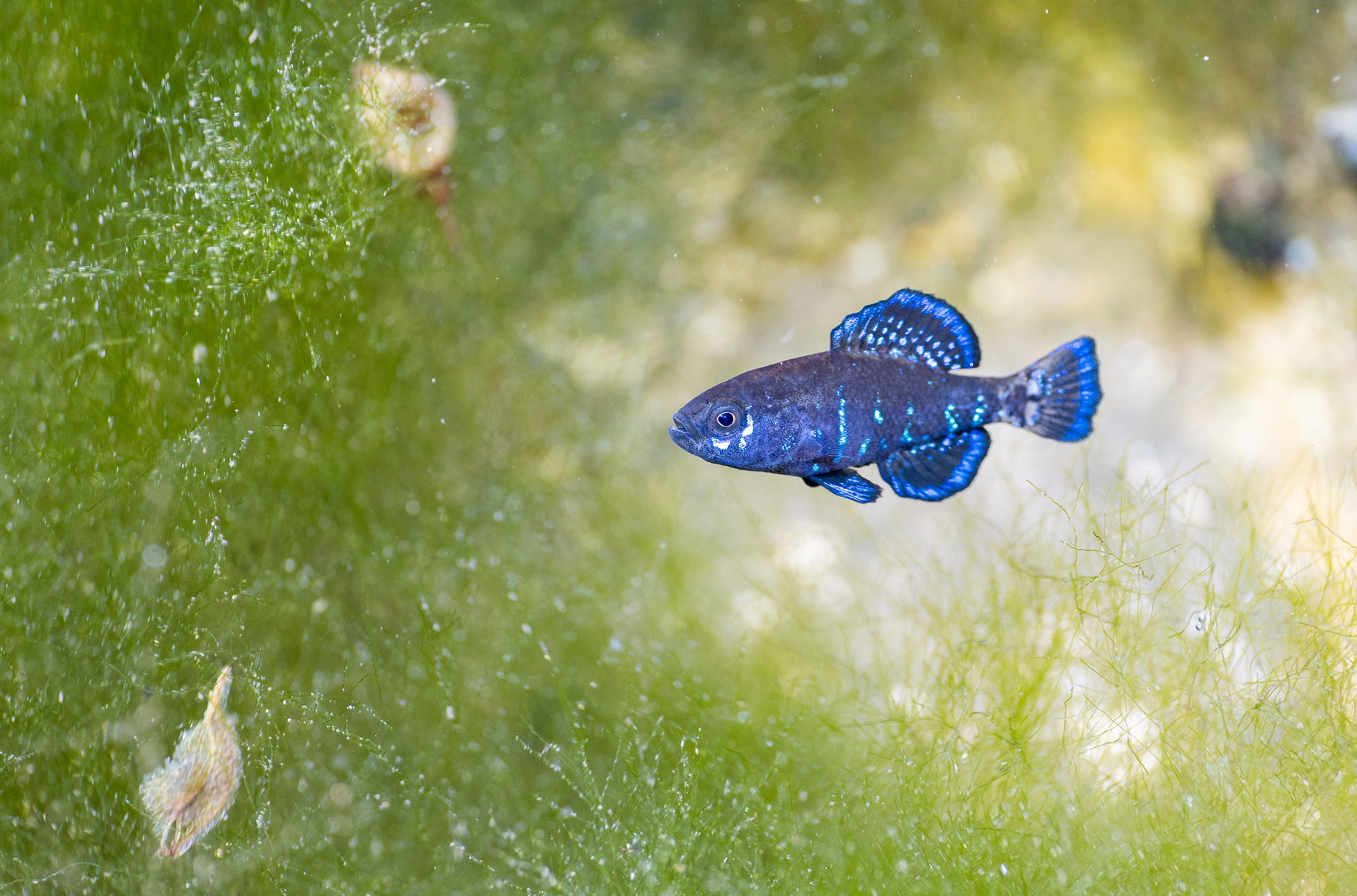 A tiny shimmering blue fish surrounded by green vegetation.