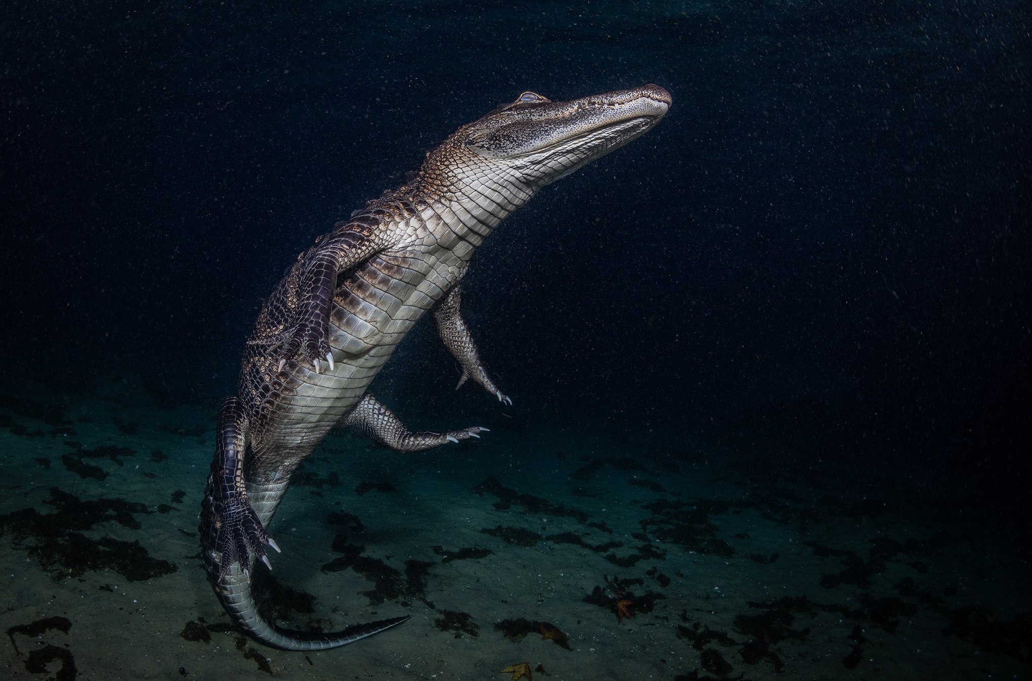 An alligator’s white underbelly is visible in front of a background of black water.
