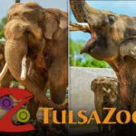 billy tina elephants tulsa zoo main split 2