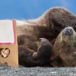 bear-with-bag-of-cookies