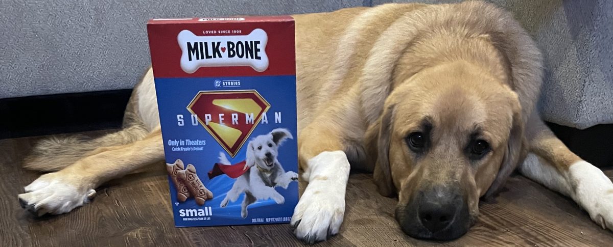 a large brown dog with white paws lies on a hardwood floor with a box of milk-bone superman dog treats