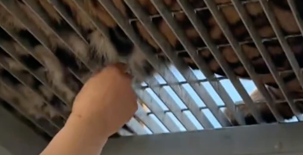 A photo of a tourist touching a tiger through a metal cage.