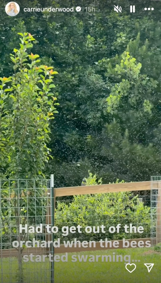 Bees swarming in orchard.