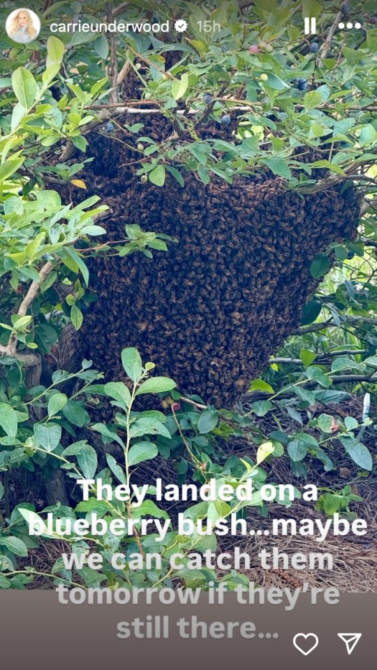 Large bee swarm on a blueberry bush.