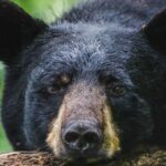 black bear with big ears