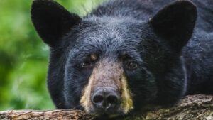 black bear with big ears