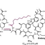 Asperigimycin