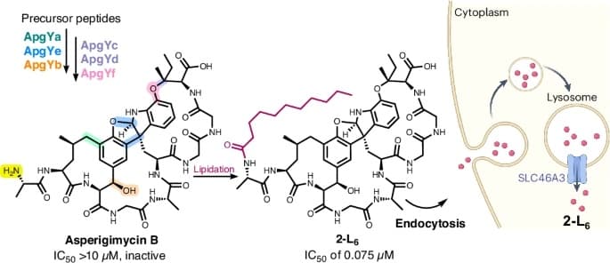 Asperigimycin
