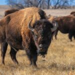 herd-of-bison-grazing-on-the-prairie