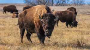 herd-of-bison-grazing-on-the-prairie