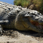 enormous saltwater crocodile near East Timor