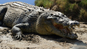 enormous saltwater crocodile near East Timor